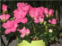 3da55036-Azalea 001.JPG
